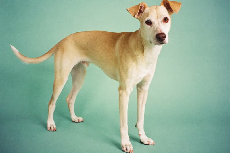 A calm medium-sized dog standing side-on
