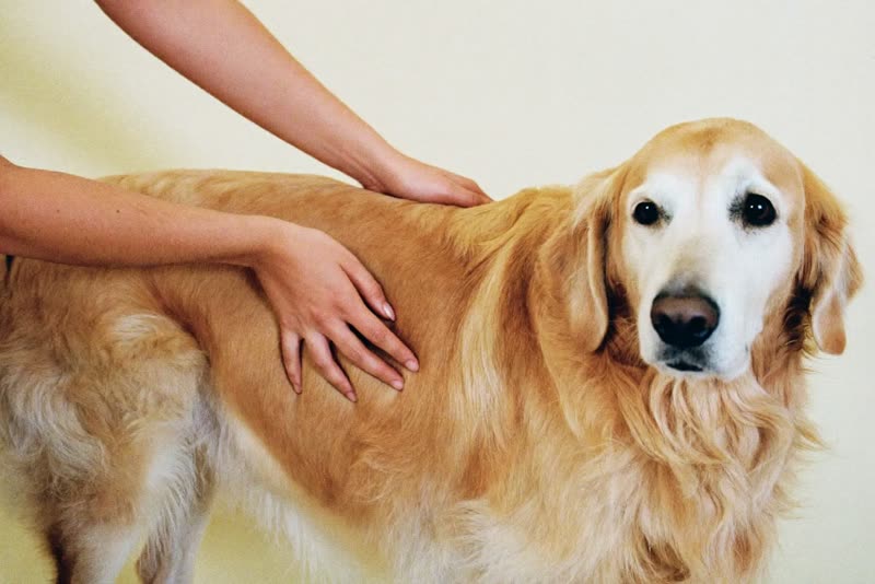 Hands brushing a relaxed golden retriever