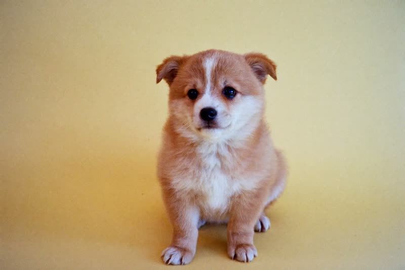 A small fluffy puppy sitting on a pastel backdrop