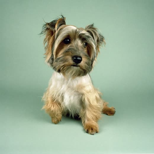 A small terrier with a freshly groomed coat
