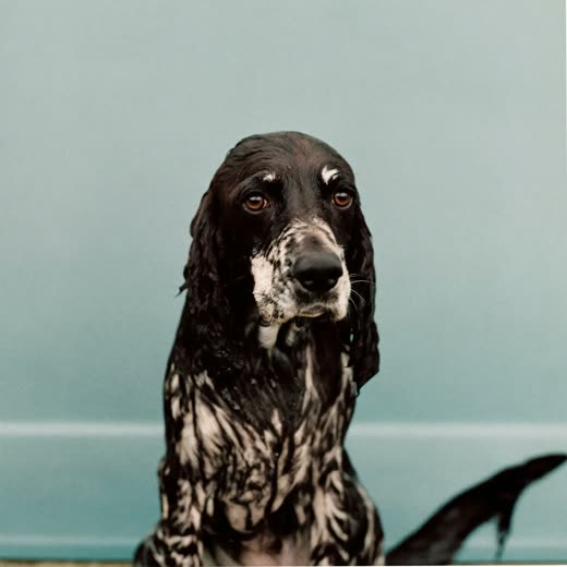 A spaniel with a damp coat after a bath