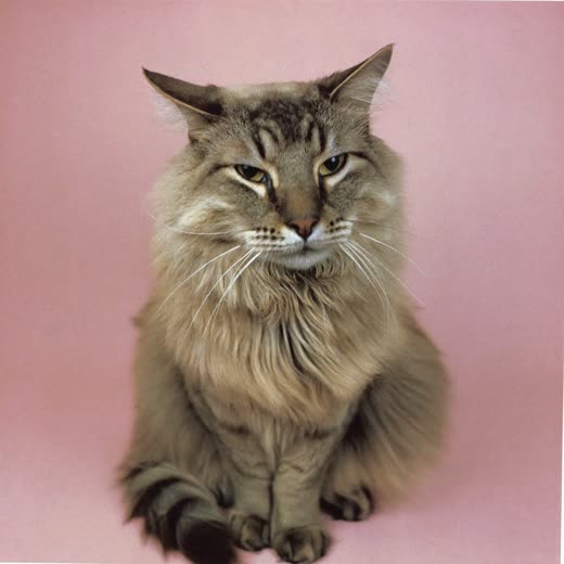 A long-haired cat with a smoothly brushed coat
