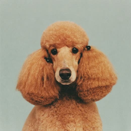 A poodle with a neatly clipped rounded trim